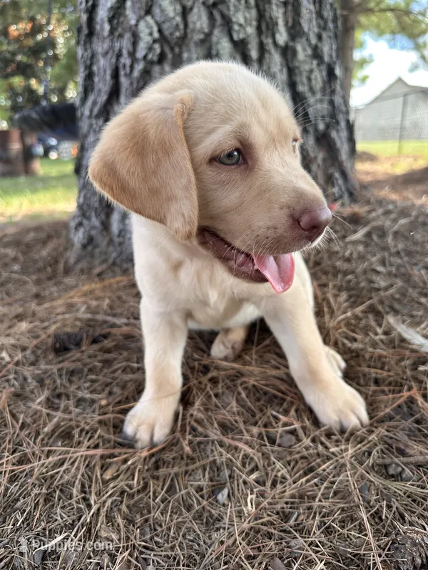 Light pink collar Dudley female – Labrador Retriever puppy for sale in Goldsboro, NC