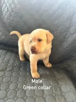 Green collar puppy, a male Labrador Retriever for sale in Goldsboro, NC – 2 of 2
