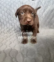 White collar female, a female Labrador Retriever for sale in Goldsboro, NC – 2 of 2