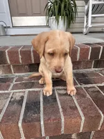 Dudley female, a female Labrador Retriever for sale in Goldsboro, NC – 2 of 5