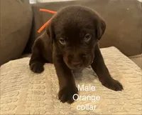 Orange collar male, a male Labrador Retriever for sale in Goldsboro, NC – 2 of 2