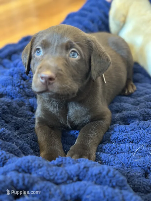 White collar female – Labrador Retriever puppy for sale in Goldsboro, NC