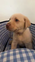 Light pink collar Dudley female, a female Labrador Retriever for sale in Goldsboro, NC – 4 of 9