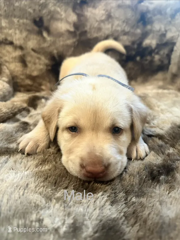 Grey collar male – Labrador Retriever puppy for sale in Goldsboro, NC