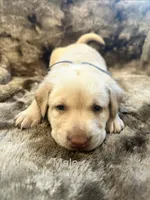 Grey collar male, a male Labrador Retriever for sale in Goldsboro, NC – 1 of 3