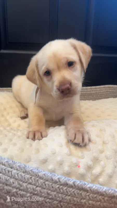 Light pink collar female – Labrador Retriever puppy for sale in Goldsboro, NC