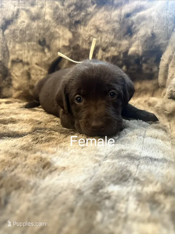 White collar female – Labrador Retriever puppy for sale in Goldsboro, NC