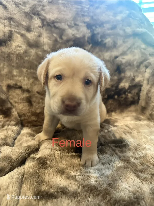 Red collar female – Labrador Retriever puppy for sale in Goldsboro, NC