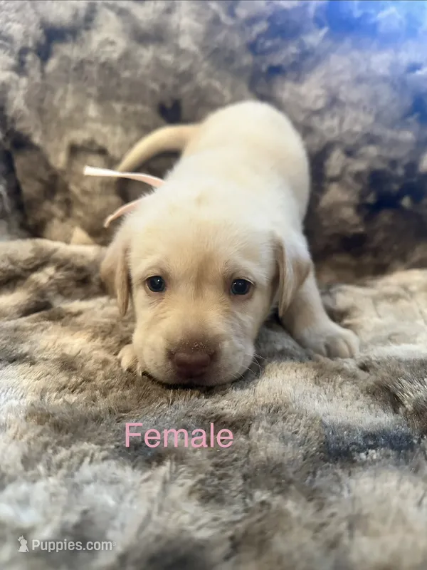 Light pink collar female – Labrador Retriever puppy for sale in Goldsboro, NC
