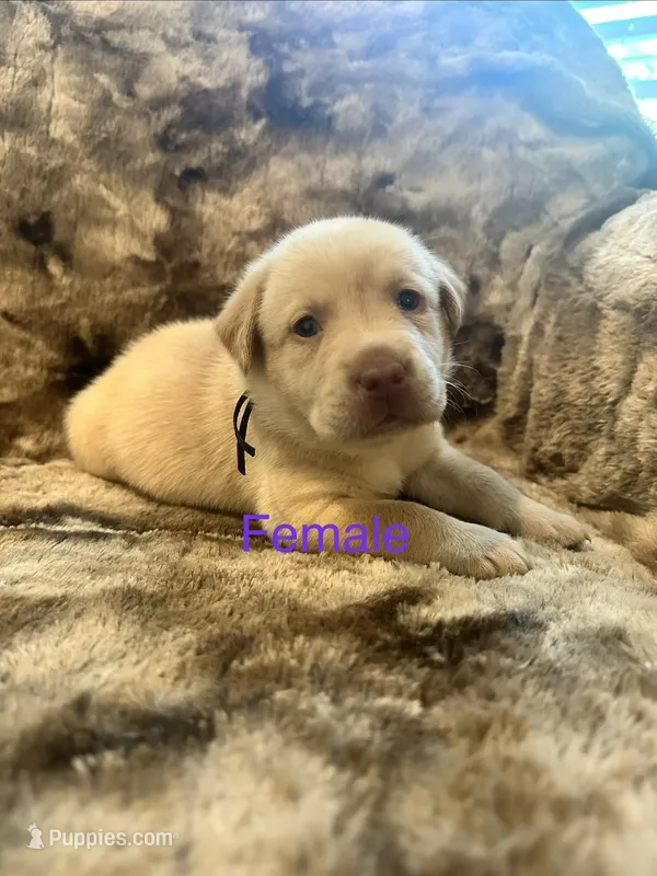 Purple collar puppy – Labrador Retriever puppy for sale in Goldsboro, NC