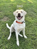 Light pink collar Dudley female, a female Labrador Retriever for sale in Goldsboro, NC – 7 of 9