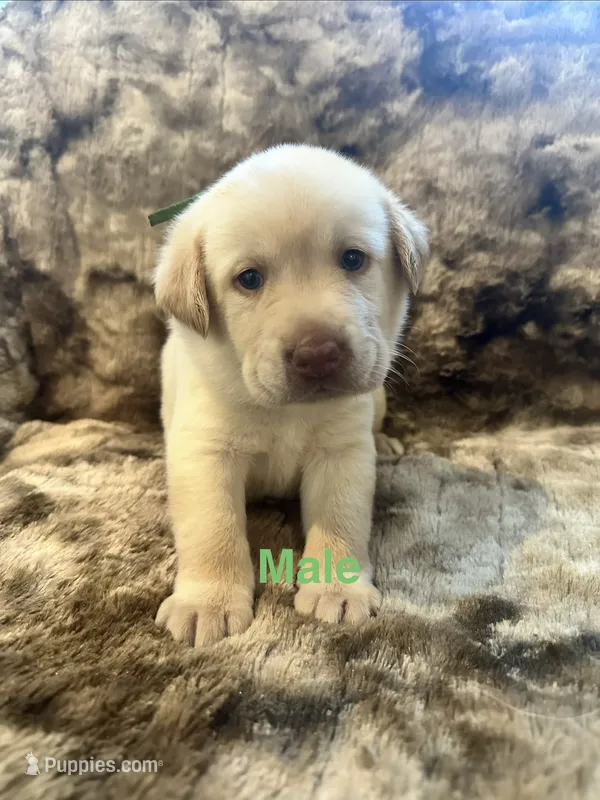 Green collar puppy – Labrador Retriever puppy for sale in Goldsboro, NC