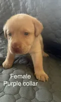 Purple collar puppy, a female Labrador Retriever for sale in Goldsboro, NC – 2 of 2