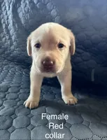 Red collar female, a female Labrador Retriever for sale in Goldsboro, NC – 2 of 2