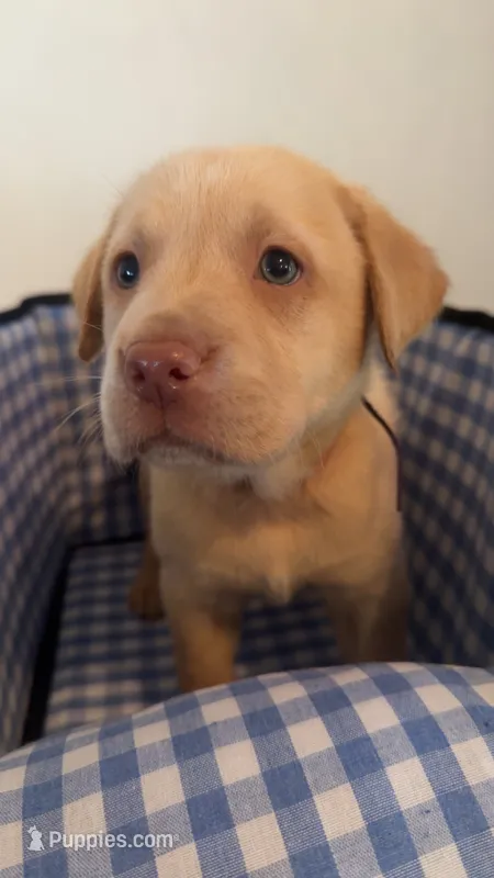 Purple collar puppy – Labrador Retriever puppy for sale in Goldsboro, NC