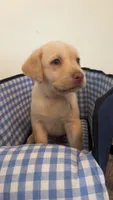 Light pink collar Dudley female, a female Labrador Retriever for sale in Goldsboro, NC – 6 of 9