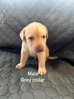 Grey collar male, a male Labrador Retriever for sale in Goldsboro, NC – 3 of 3