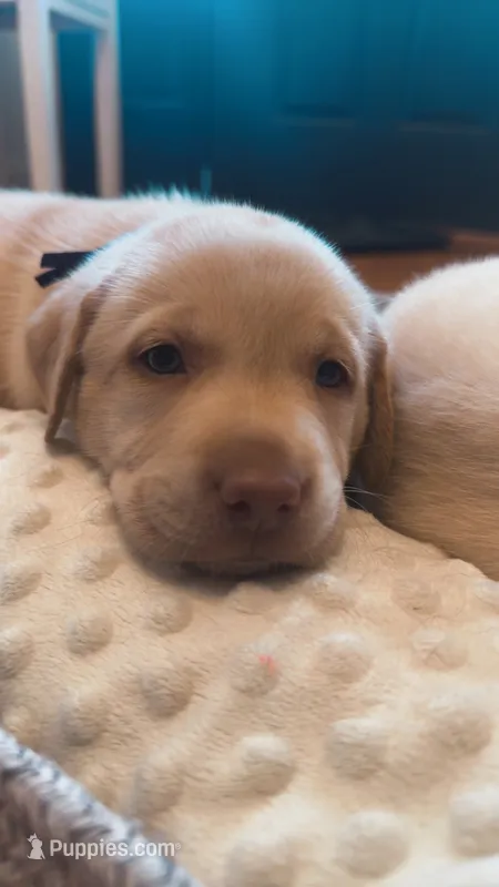 Purple collar puppy – Labrador Retriever puppy for sale in Goldsboro, NC
