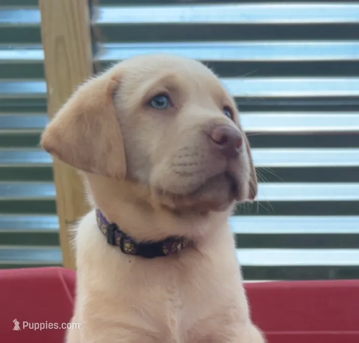 Purple collar Dudley female – Labrador Retriever puppy for sale in Goldsboro, NC