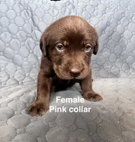 Bright pink puppy, a female Labrador Retriever for sale in Goldsboro, NC – 2 of 2