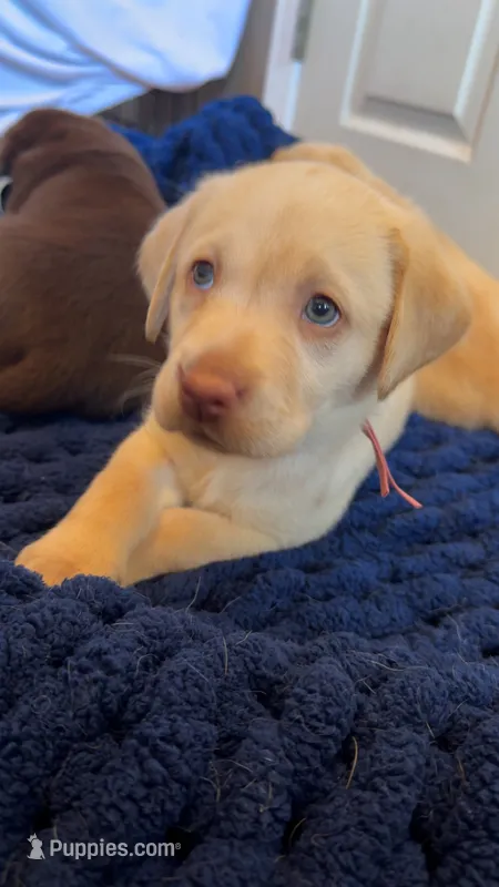 Light pink collar female – Labrador Retriever puppy for sale in Goldsboro, NC