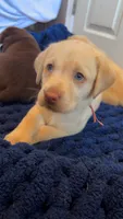 Light pink collar Dudley female, a female Labrador Retriever for sale in Goldsboro, NC – 2 of 9