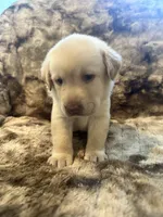 Grey collar male, a male Labrador Retriever for sale in Goldsboro, NC – 2 of 3
