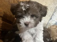 Tilly, a female Havanese for sale in Bellows Falls, VT – 1 of 1