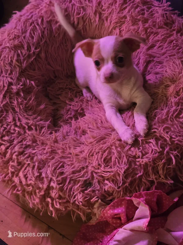 Stacey – Chihuahua puppy for sale in Wellston, OH