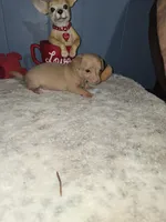 Tigger, a male Chihuahua for sale in Wellston, OH – 2 of 5