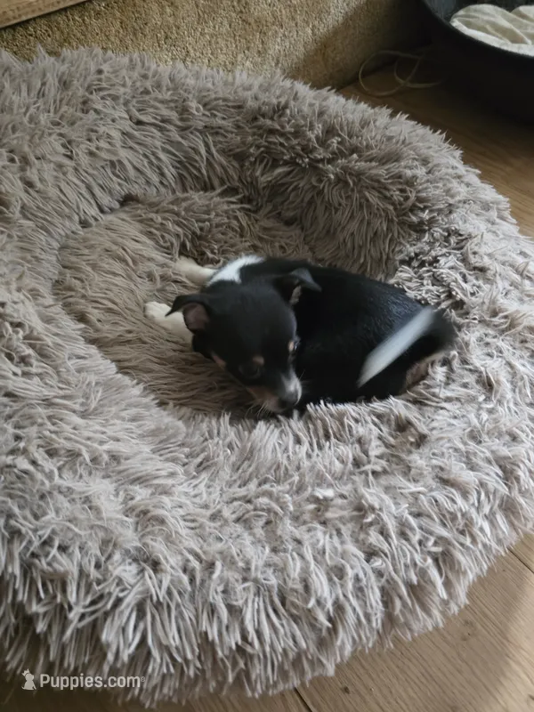 Tony – Chihuahua puppy for sale in Wellston, OH