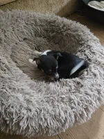 Tony, a male Chihuahua for sale in Wellston, OH – 3 of 5