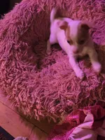 Stacey, a female Chihuahua for sale in Wellston, OH – 3 of 5