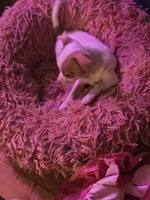 Stacey, a female Chihuahua for sale in Wellston, OH – 5 of 5