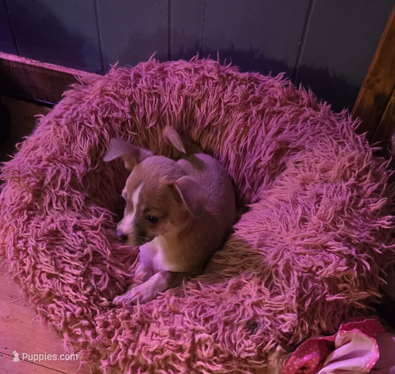 Junior – Chihuahua puppy on hold in Wellston, OH