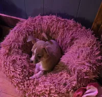 Junior, a male Chihuahua for sale in Wellston, OH – 1 of 3