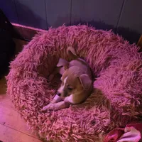 Junior, a male Chihuahua for sale in Wellston, OH – 2 of 3
