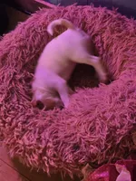 Stacey, a female Chihuahua for sale in Wellston, OH – 4 of 5