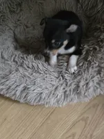 Tony, a male Chihuahua for sale in Wellston, OH – 2 of 5
