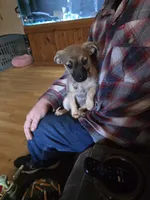 Pasley , a female Chihuahua for sale in Wellston, OH – Photo 2 of 2