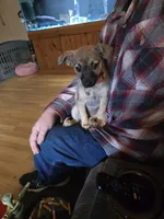 Pasley , a female Chihuahua for sale in Wellston, OH – Photo 1 of 2