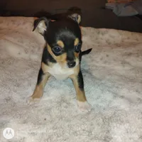 Raelea, a female Chihuahua for sale in Wellston, OH – Photo 2 of 4