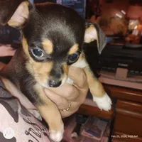 Raelea, a female Chihuahua for sale in Wellston, OH – Photo 3 of 4