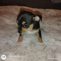 Raelea, a female Chihuahua for sale in Wellston, OH – Photo 4 of 4