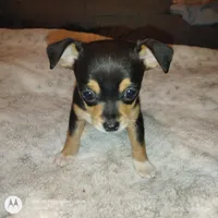 Raelea, a female Chihuahua for sale in Wellston, OH – Photo 1 of 4