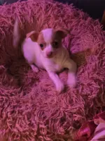 Stacey, a female Chihuahua for sale in Wellston, OH – 2 of 5