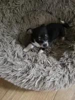 Tony, a male Chihuahua for sale in Wellston, OH – 5 of 5