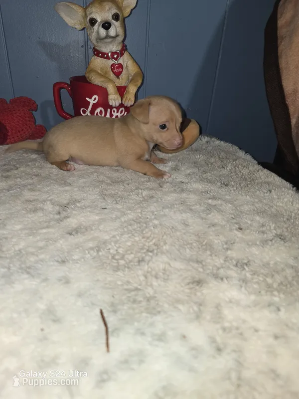 Tigger – Chihuahua puppy for sale in Wellston, OH