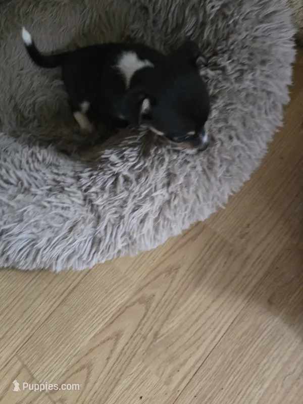 Tony – Chihuahua puppy for sale in Wellston, OH