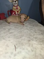 Tigger, a male Chihuahua for sale in Wellston, OH – 3 of 5
